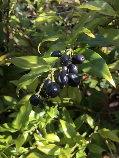 Sarcococca confusa — fruits