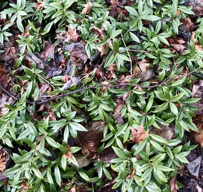 Sarcococca hookeriana — port de la plante