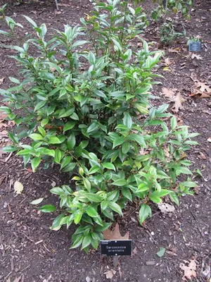 Sarcococca orientalis — photographie botanique