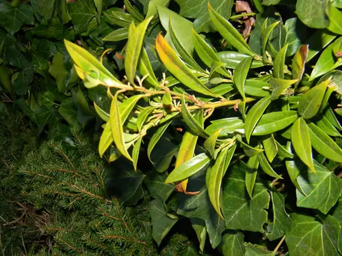 Sarcococca ruscifolia — feuillage