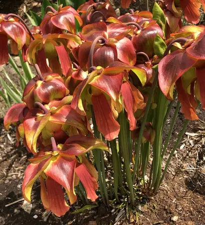 Sarracenia flava — port de la plante