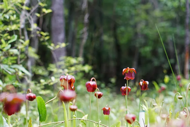 Sarracenia jonesii — floraison