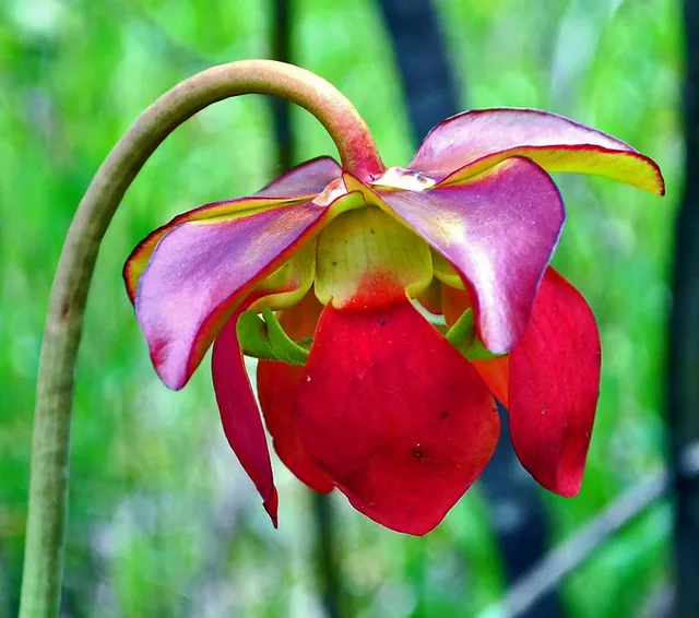 Sarracenia purpurea — photographie botanique