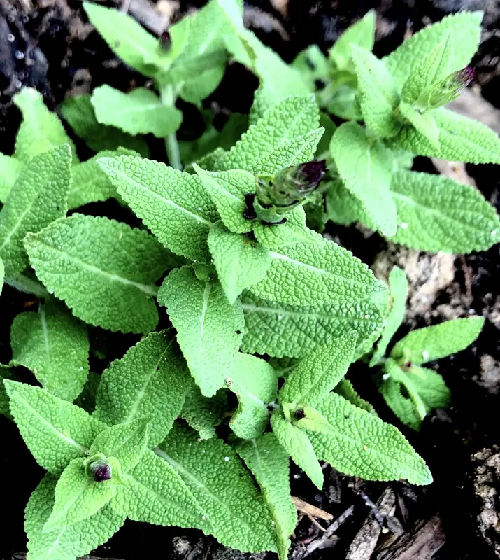 Sauge des bois — Salvia nemorosa
