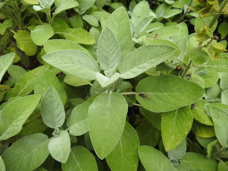 Sauge officinale — Salvia officinalis