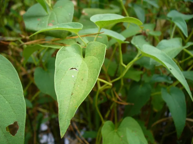 Saururus cernuus — feuillage