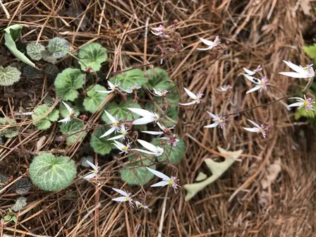 Saxifraga stolonifera — port de la plante