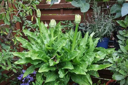 Scadoxus multiflorus — port de la plante