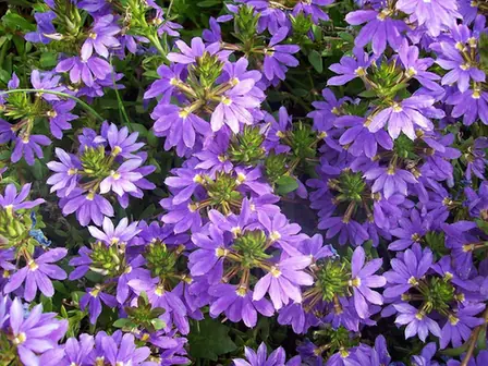 Scaevola aemula — port de la plante