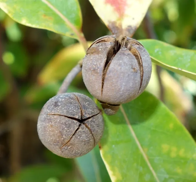 Schima argentea — fruits