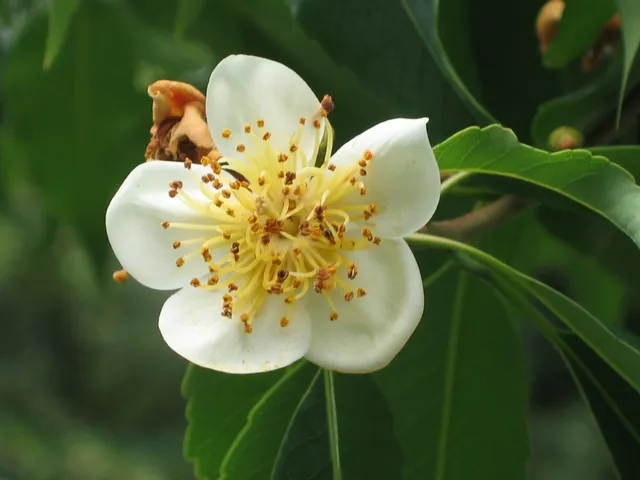 Schima superba — floraison