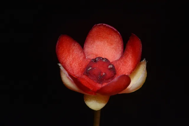Schisandra glabra — floraison