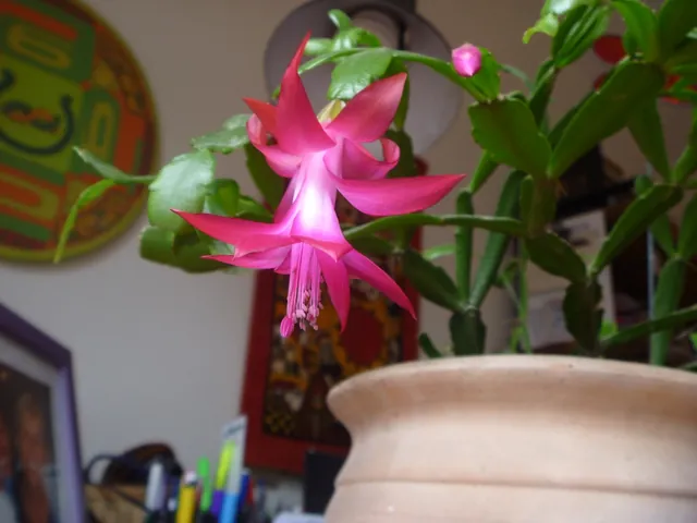 Schlumbergera russelliana — floraison