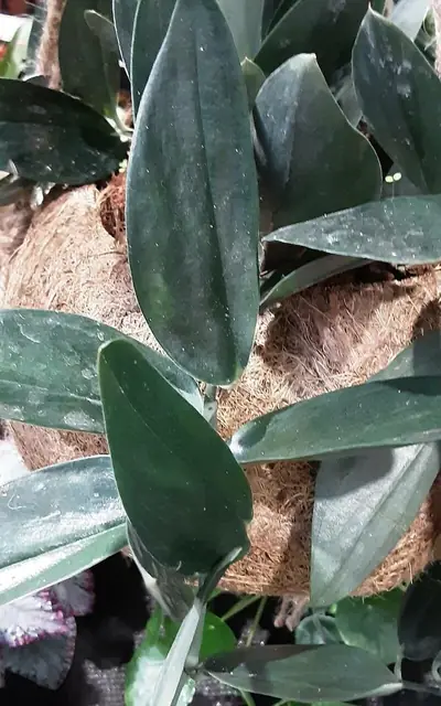 Scindapsus treubii — feuillage