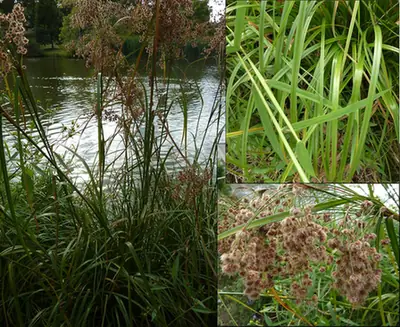 Scirpus cyperinus — port de la plante