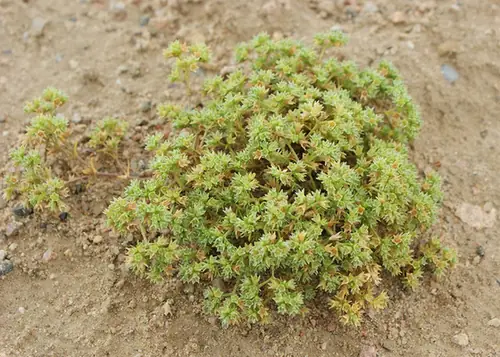 Scleranthus annuus — port de la plante