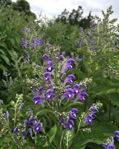 Scutellaria incana — photographie botanique
