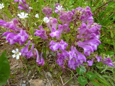 Scutellaria pontica — port de la plante