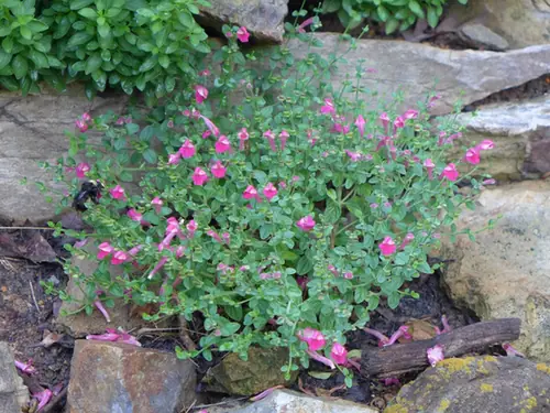 Scutellaria suffrutescens — port de la plante