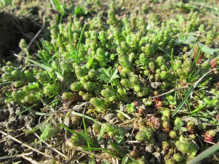 Sedum acre — port de la plante