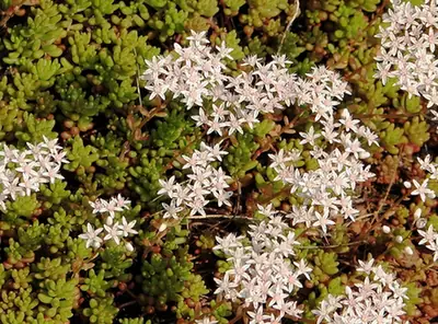 Sedum album — floraison