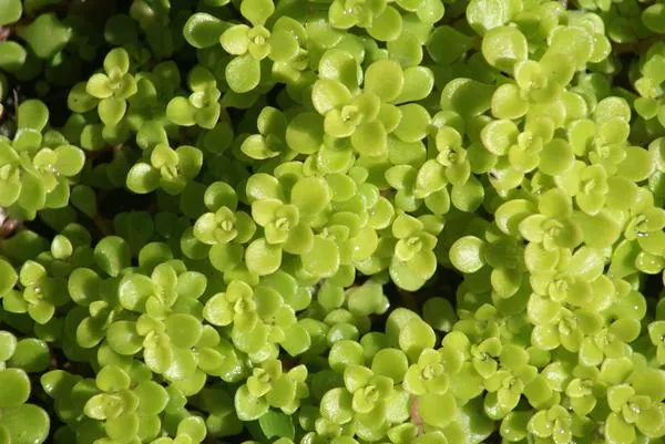 Sedum makinoi — feuillage