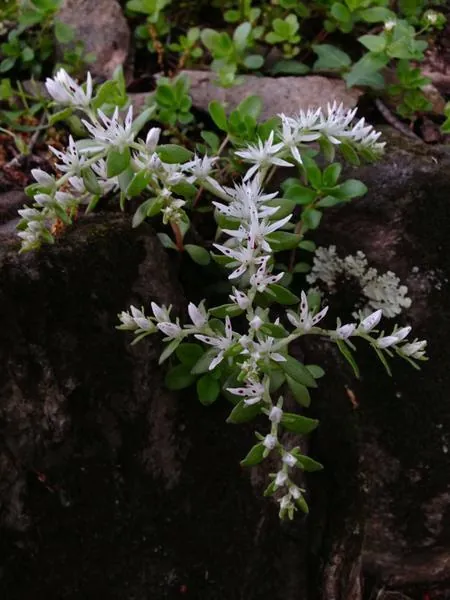 Sedum ternatum — floraison
