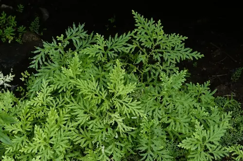 Selaginella braunii — port de la plante