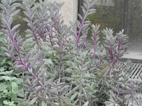 Senecio crassissimus — port de la plante