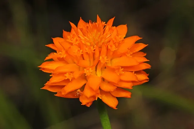 Senega lutea — floraison