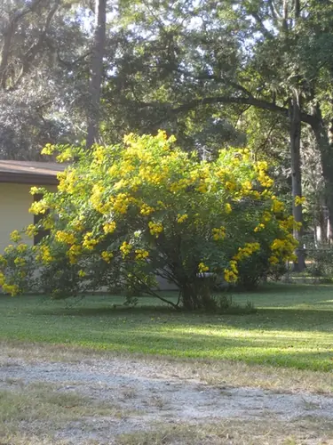 Senna bicapsularis — photographie botanique