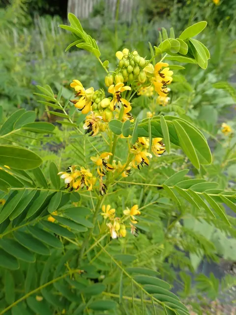 Senna hebecarpa — floraison