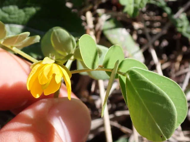 Senna obtusifolia — floraison