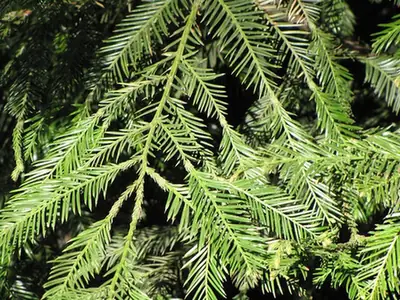 Sequoia sempervirens — photographie botanique