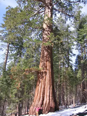 Sequoiadendron giganteum — port de la plante