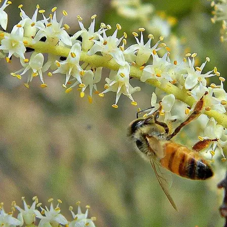 Serenoa repens — floraison