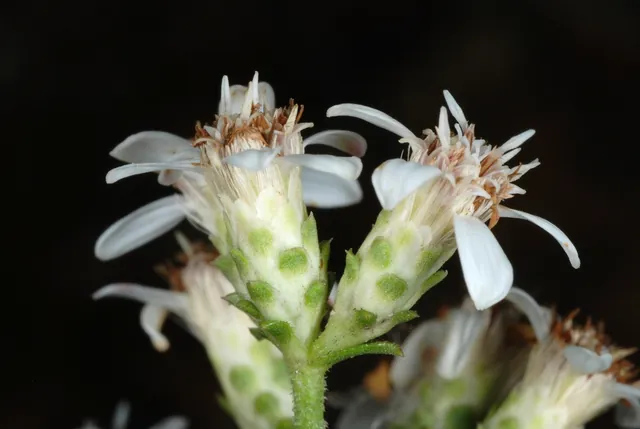 Sericocarpus asteroides — floraison