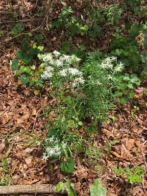 Sericocarpus linifolius — port de la plante