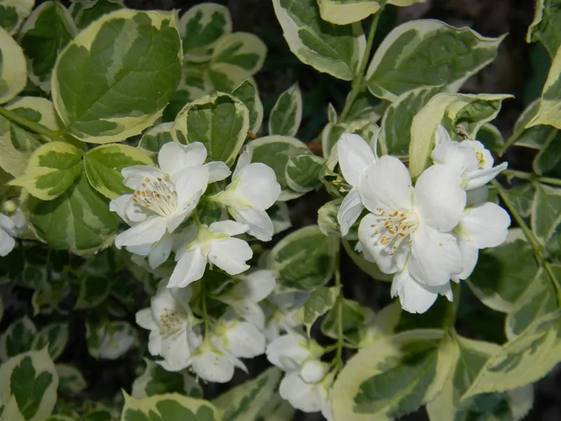 Seringat — Philadelphus coronarius