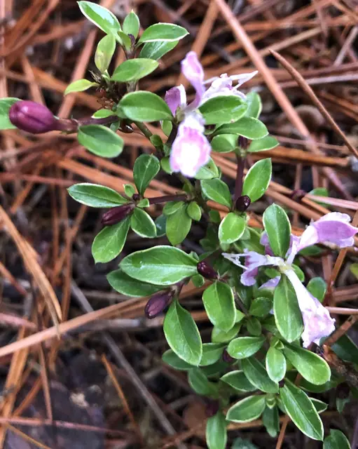 Serissa japonica — port de la plante