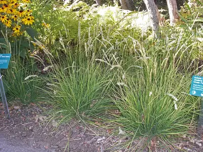 Sesleria autumnalis — port de la plante