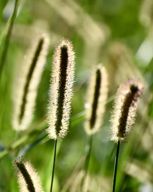 Setaria viridis — floraison