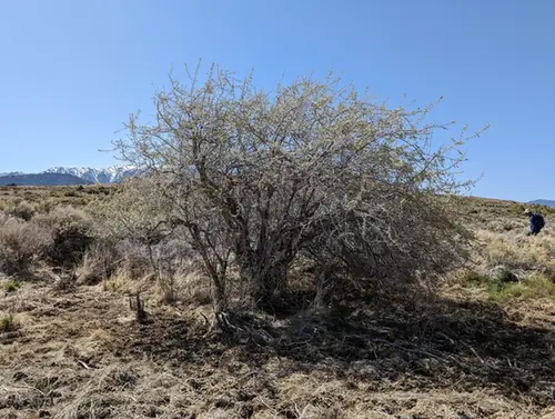 Shepherdia argentea — port de la plante