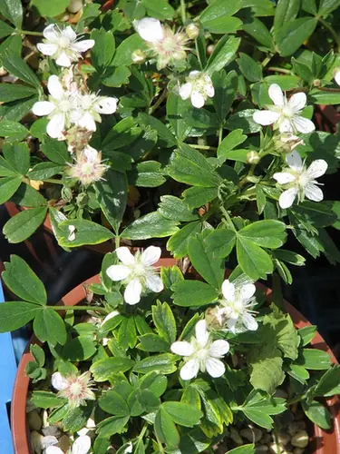 Sibbaldia tridentata — floraison