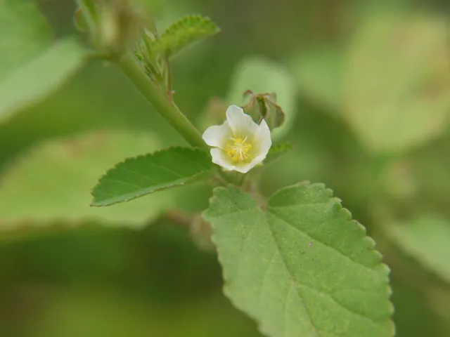Sida spinosa — floraison