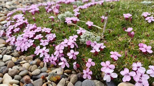 Silene acaulis — port de la plante