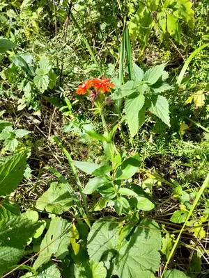 Silene chalcedonica — port de la plante