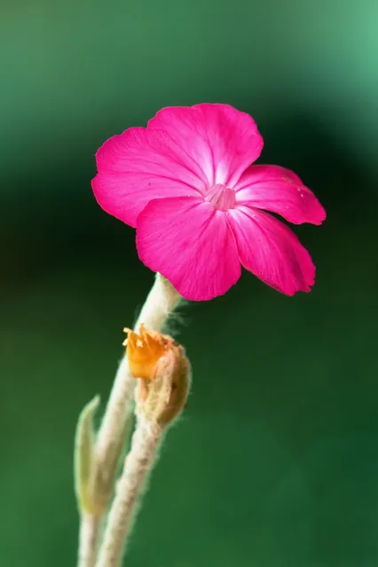 Silene coronaria — floraison
