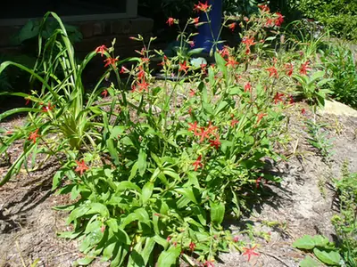Silene virginica — port de la plante