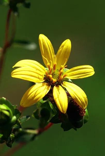 Silphium asteriscus — floraison
